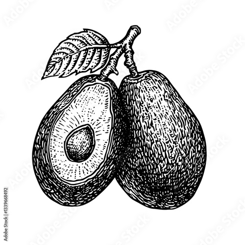 Engraved illustration of ripe avocados showcasing their textures and details, perfect for vintage design enthusiasts and tattoo inspiration
