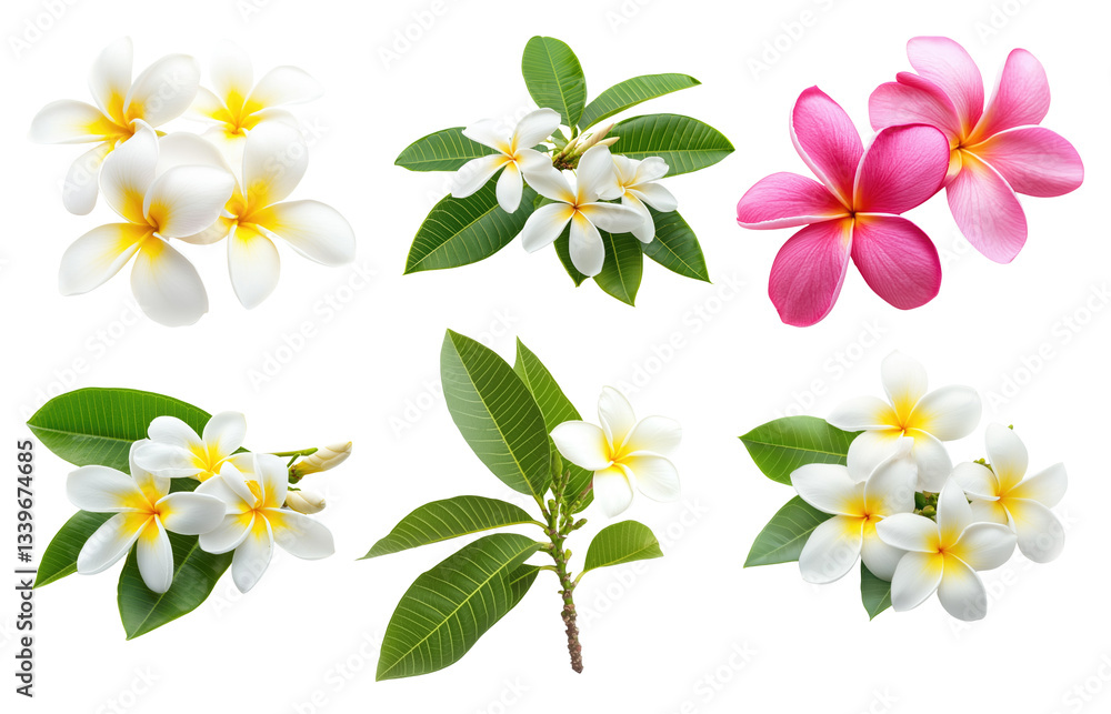 Obraz premium Collection of bright frangipani flowers on white or transparent background