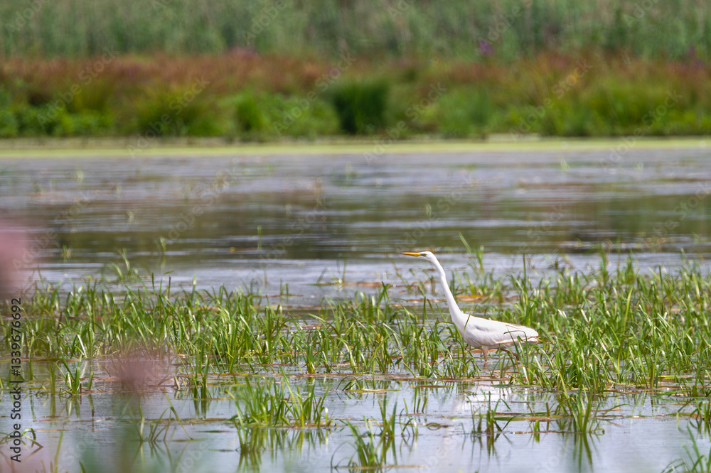 Great White Heron (Ardea alba) at the Steinhuder Meer, Germany
