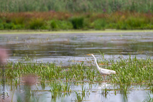 Obraz na płótnie Great White Heron (Ardea alba) at the Steinhuder Meer, Germany w salonie