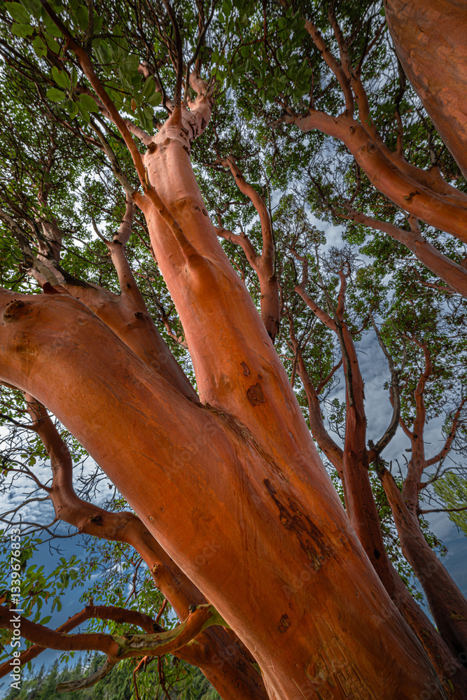 Pacific Madrone (Arbutus menziesii) in Port Townsend, WA