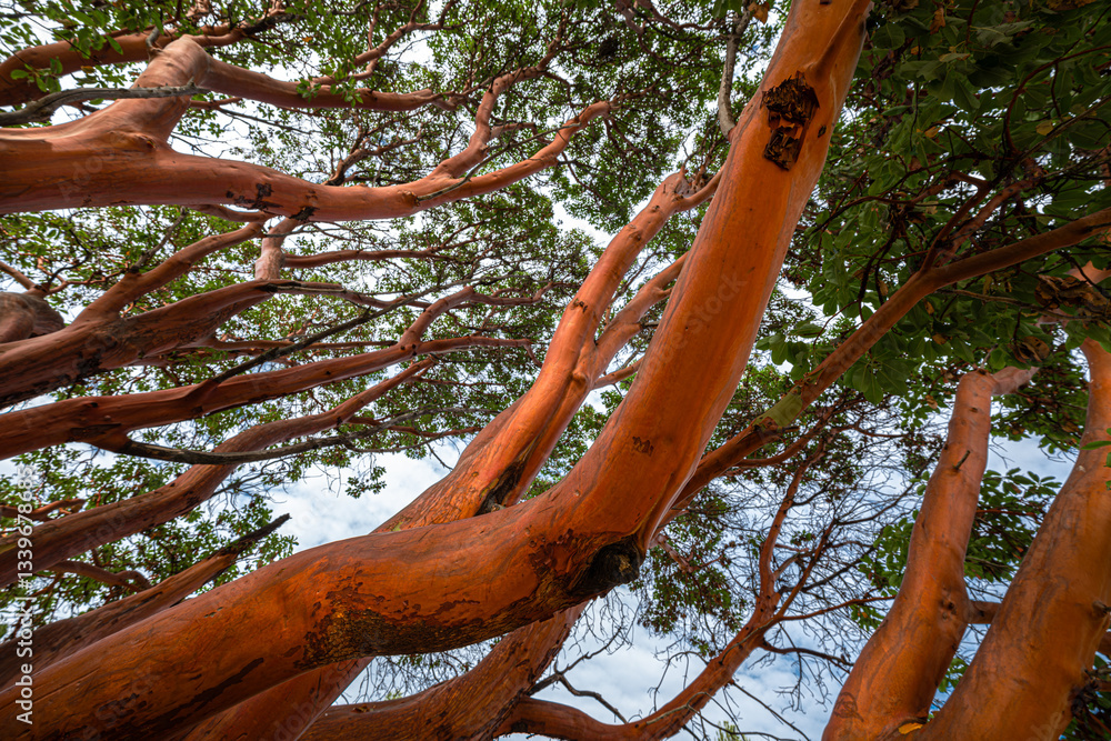 Pacific Madrone (Arbutus menziesii) in Port Townsend, WA