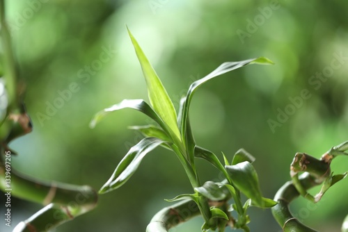Wallpaper Mural Decorative bamboo plant on blurred green background, closeup Torontodigital.ca