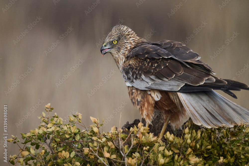Red kite poised on a branch in its natural habitat Red kite poised on a branch in its natural habitat