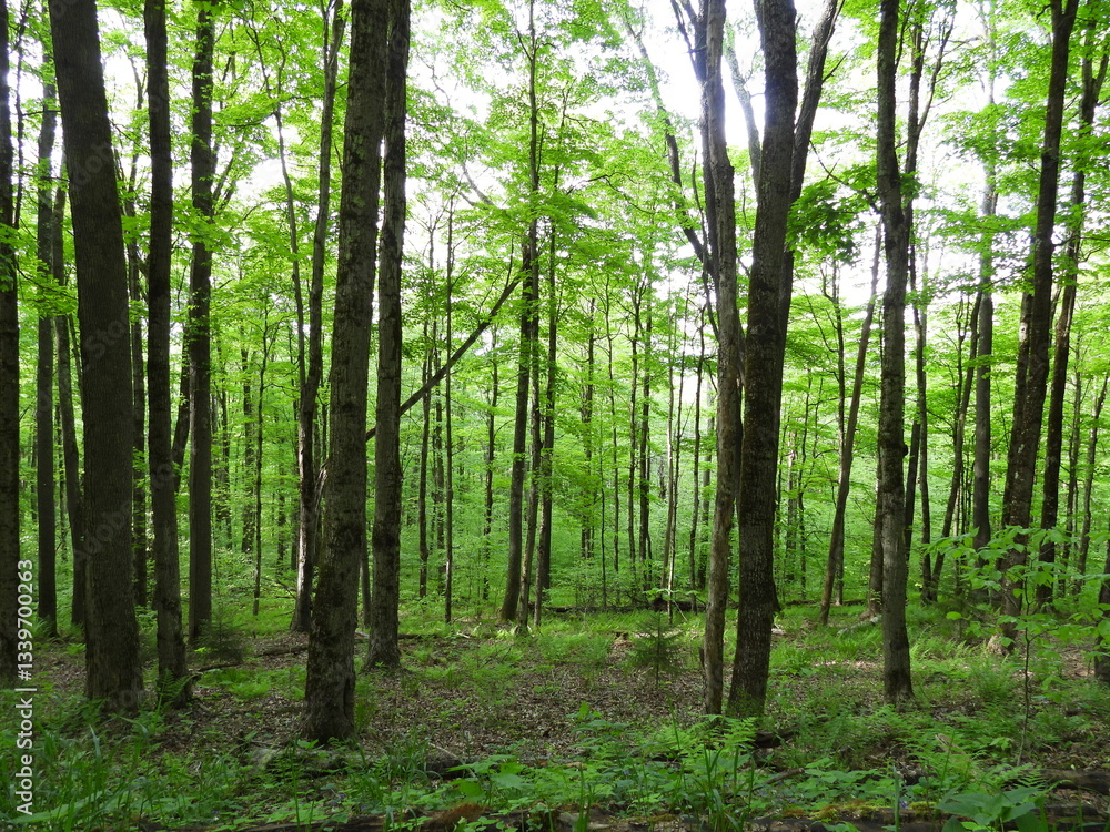 Fototapeta premium The natural beauty of the woodland forest within the Canaan Valley National Wildlife Refuge, Tucker County, Davis, West Virginia.