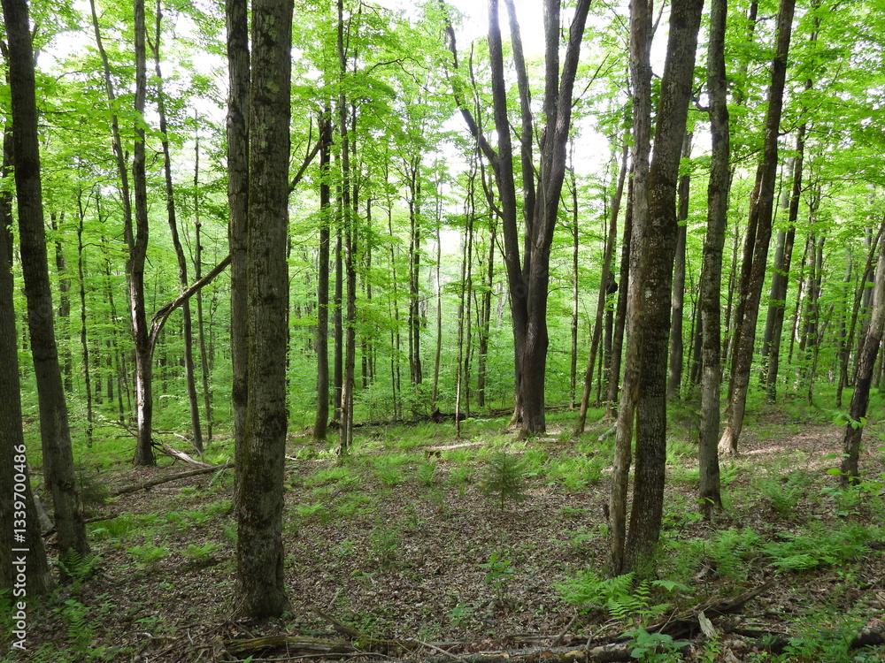 Fototapeta premium The natural beauty of the woodland forest within the Canaan Valley National Wildlife Refuge, Tucker County, Davis, West Virginia.