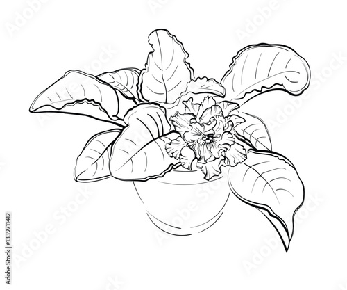 Violet flowers drawn by a line. Vector illustration of African violet flowers on a white background.