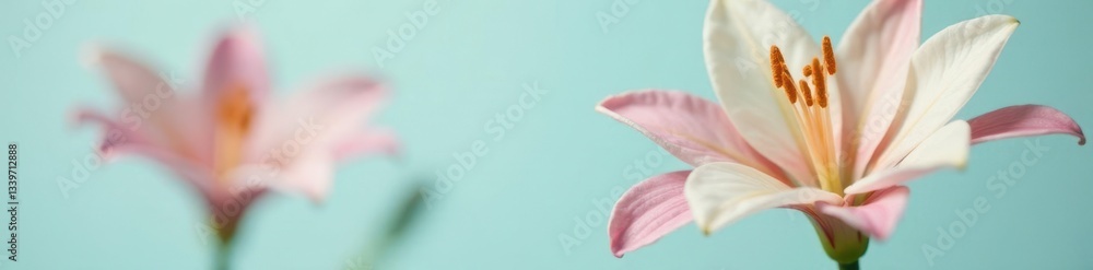 Fototapeta premium A single, exotic flower on a plain background, rare, unique, flowers