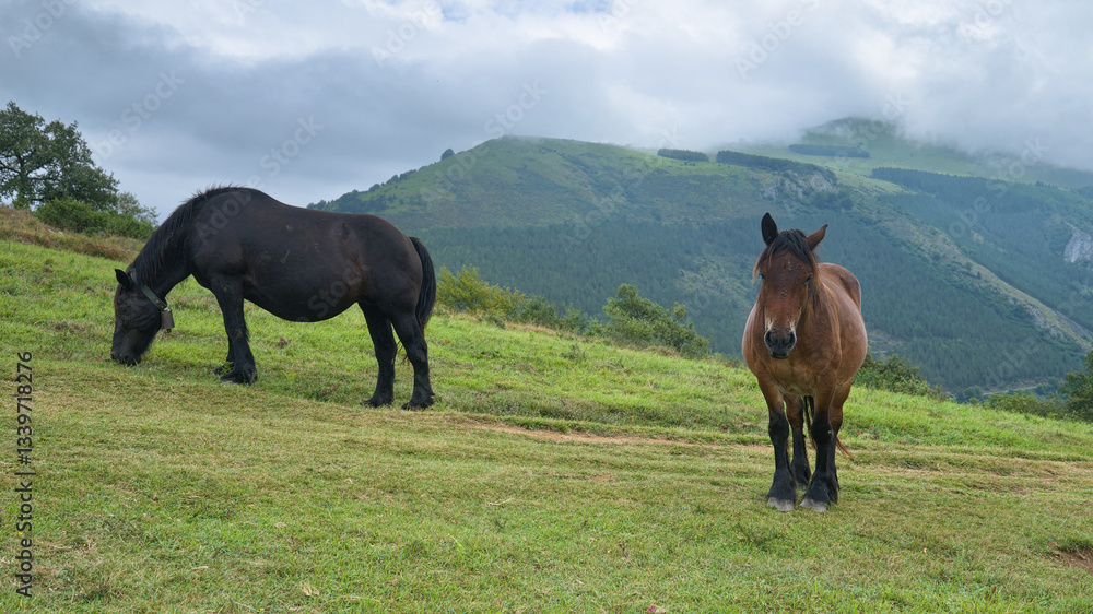 Fototapeta premium Two horses grazing peacefully on a green hillside with a backdrop of misty mountains.