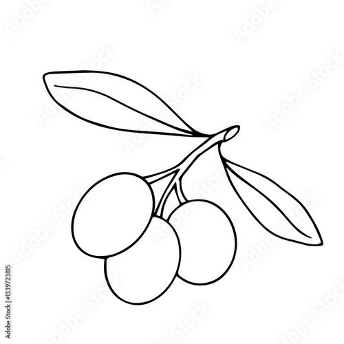 Line sketch, coloring branches with olives berries. Vector graphics.