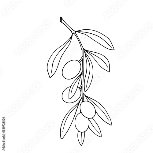 Line sketch, coloring branches with olives berries. Vector graphics.