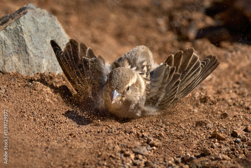 Vogel beim Sandbad - Weidensperling (Passer hispaniolensis) Weibchen bei der Reinigung des Gefieders auf braunem Boden in Fuerteventura