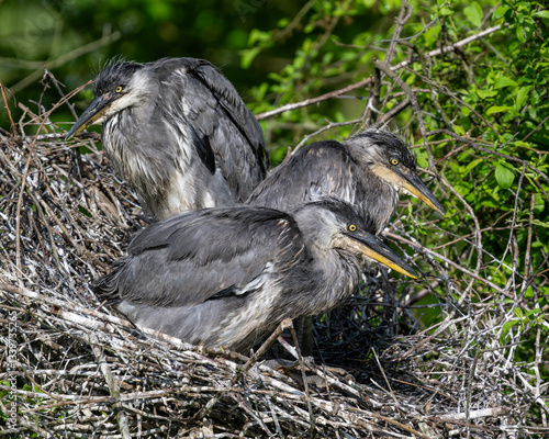 Photos Graureiherjungtiere im Nest