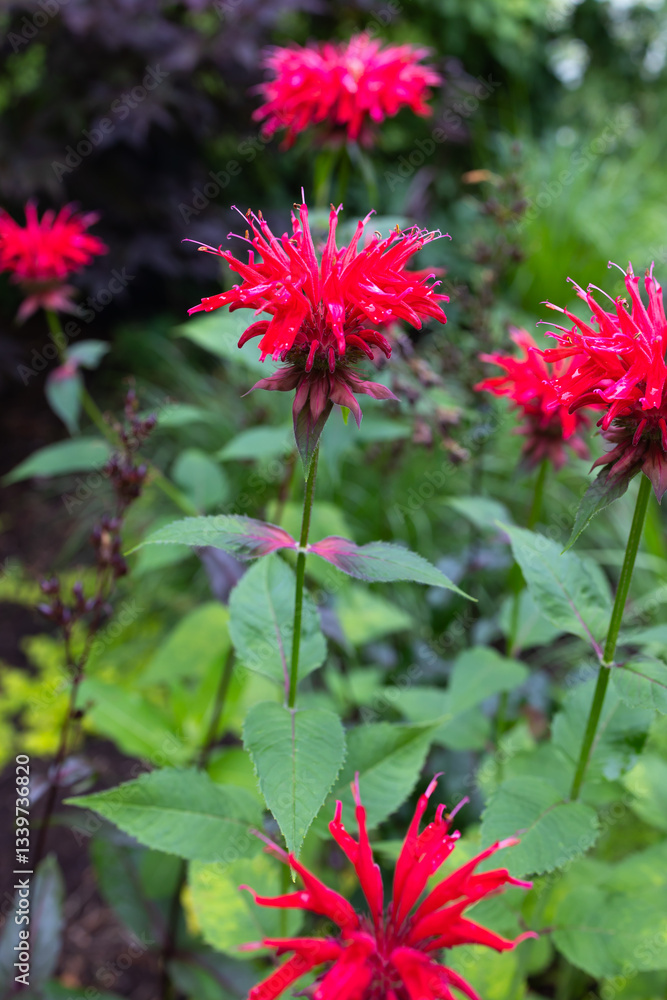 Jacob Cline' Monarda is a colorfully vibrant, mildew-resistant variety of the cherished Bee Balm plant. Loved by both gardeners and hummingbirds, crimson red crown