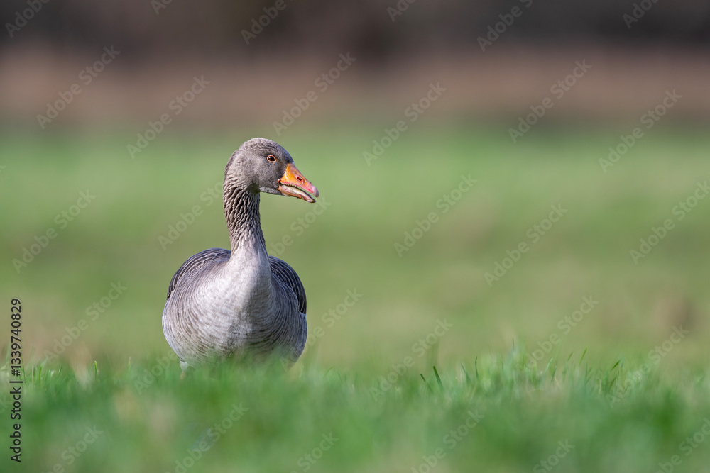 Fototapeta premium Graugans in den Ruhrwiesen