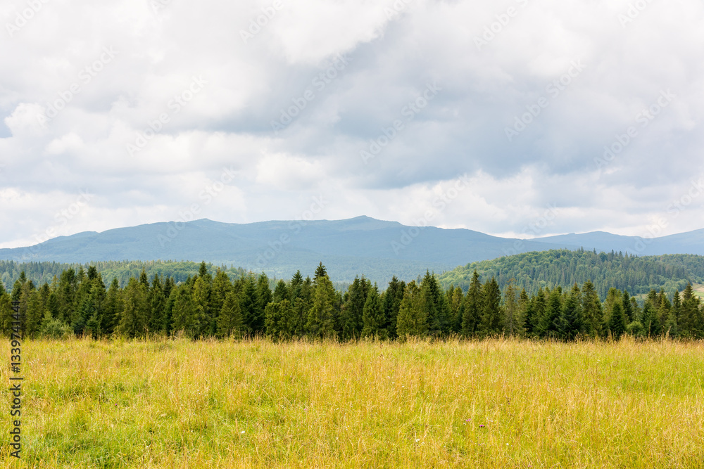 landscape in mountains with forest behind the field. summer nature with cloudy sky. countryside background landscape in mountains with forest behind the field. summer nature with cloudy sky. countryside background