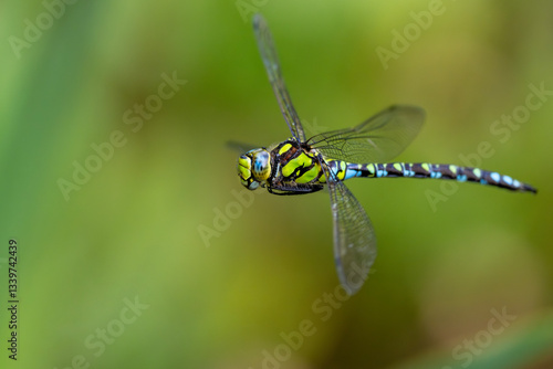 Wallpaper Mural Mosaikjungfer im Flug Torontodigital.ca
