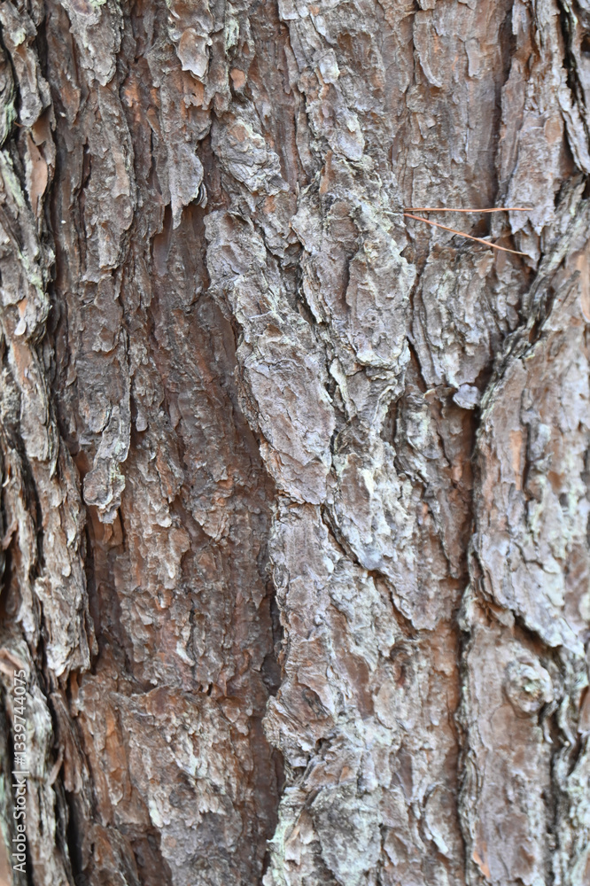 Close up Macro texture of Pine tree bark Close up Macro texture of Pine tree bark