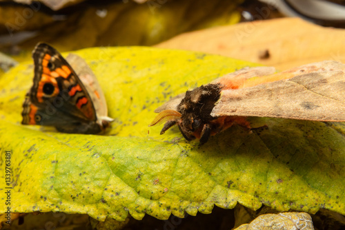 Detalhe de duas mariposas sobre uma folha velha e amarela. photo