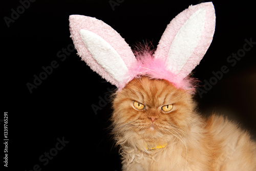 Ginger Cat Wearing Bunny Ears on Dark Background