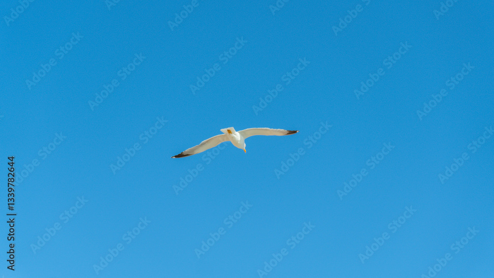 Obraz premium Seagull. Constanta, Romania