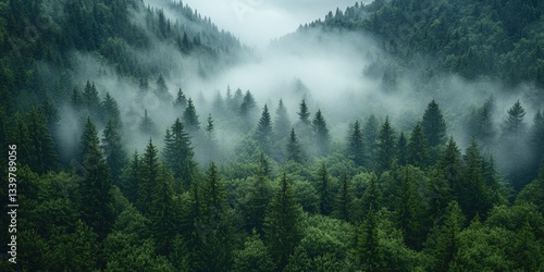 Misty forest landscape, dense evergreen trees, misty atmosphere, green hues, tranquil scene, nature, mountain, forest, wooded area, misty, fog, trees, nature, green, misty forest, moody, atmospheric