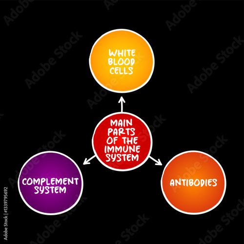 Main parts of the immune system mind map text concept for presentations and reports