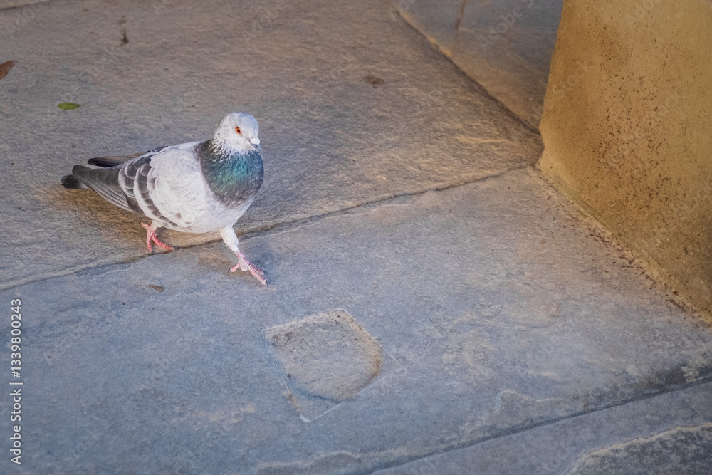 Fototapeta premium Pigeon walks looking for crumbs to eat