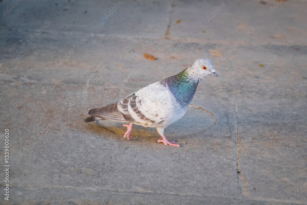 Obraz premium Pigeon walks looking for crumbs to eat