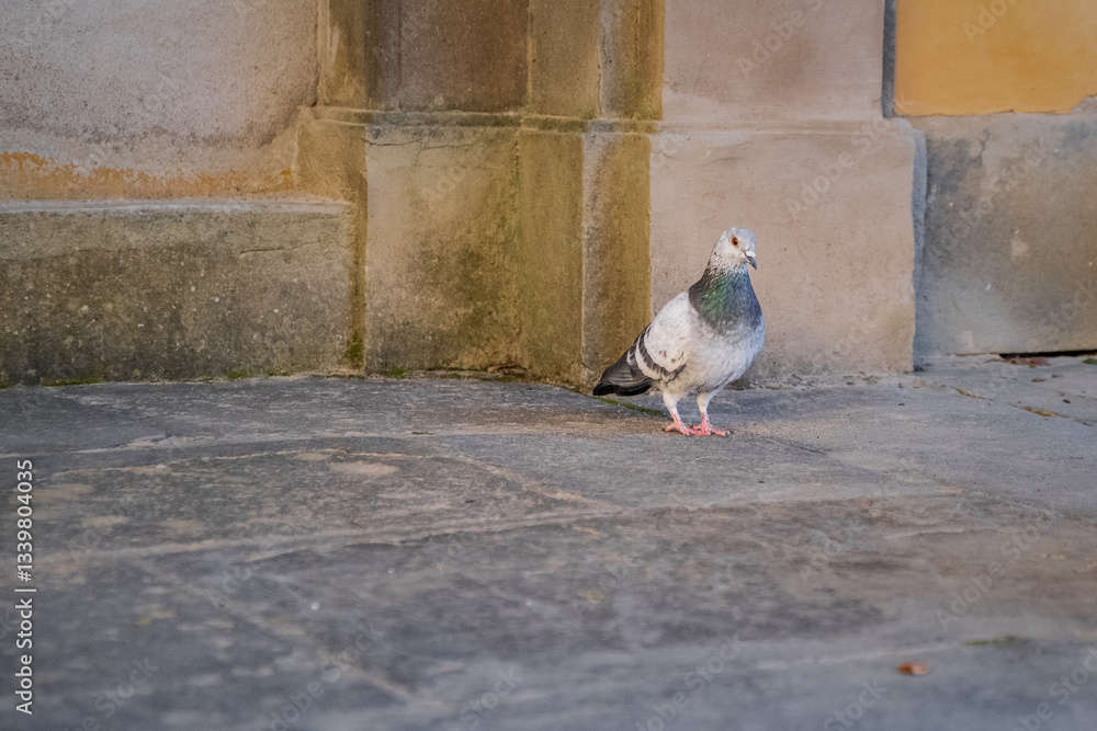 Fototapeta premium Pigeon walks looking for crumbs to eat