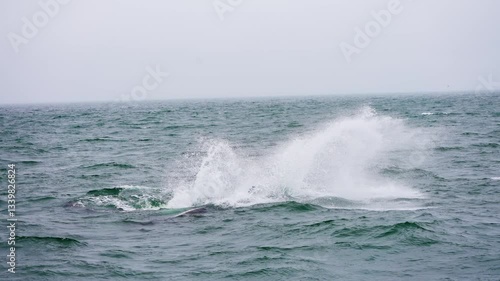 Killer whales jumping out of the ocean