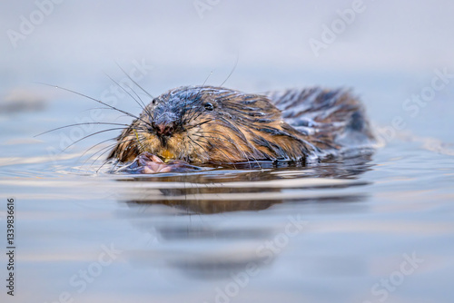 Foto Close-up of Eastern Muskrat swimming toward camera