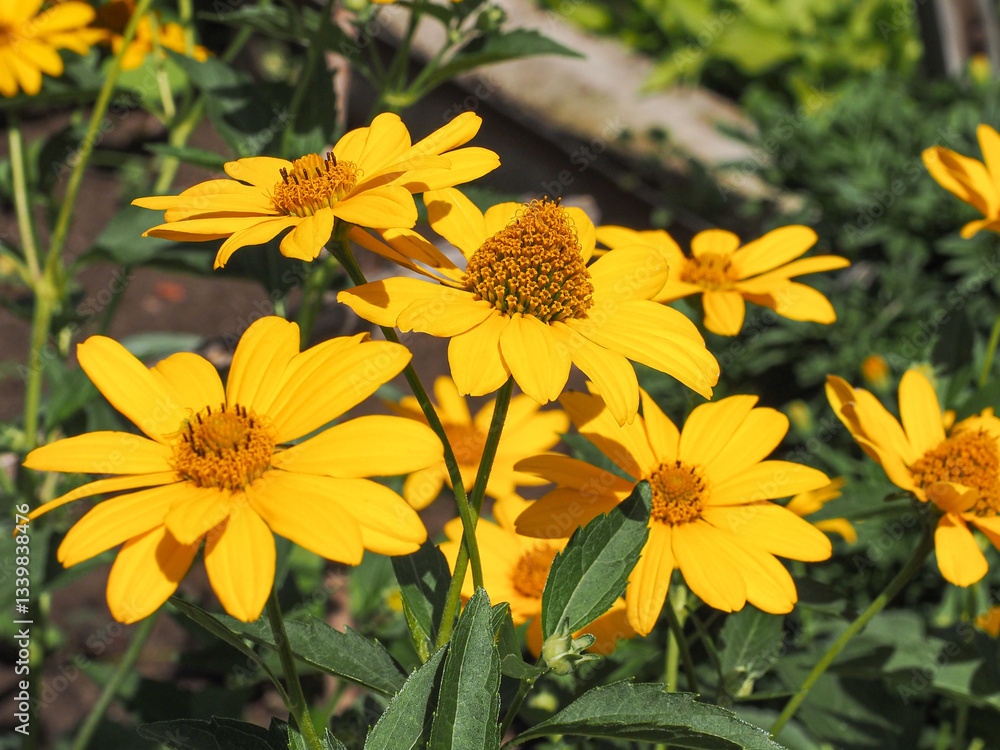 Fototapeta premium Helianthus tuberosus, yellow flowers, close up. Jerusalem artichoke, called as sunroot, sunchoke, wild sunflower, topinambur or earth apple is species of sunflower in the Aster (Asteraceae) family.