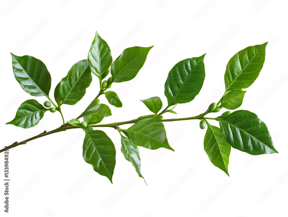 Fototapeta premium Close Up Of Vibrant Green Leaves On A Branch Against A Transparent Background, PNG