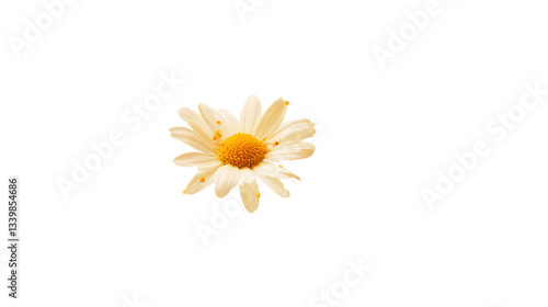Wallpaper Mural Single White Daisy with Yellow Center on Transparent Background, PNG Torontodigital.ca