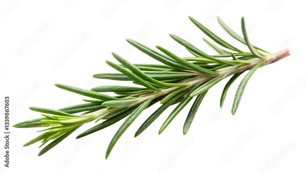 Fototapeta premium fresh rosemary on white background