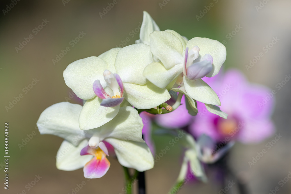 Obraz premium Close up of white moon orchids (phalaenopsis amabilis) in bloom