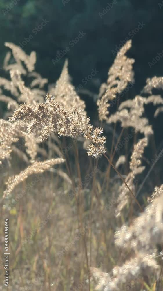 Reed Grass in Golden Hour Evening Light in Autumn Vertical Video. High quality FullHD footage Reed Grass in Golden Hour Evening Light in Autumn Vertical Video. High quality FullHD footage