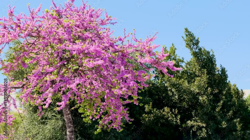 blossoming tree with redbud pink flowers Cercis siliquastrum, tree branches moving in the wind on a sunny spring day with blue sky, floral springtime background blossoming tree with redbud pink flowers Cercis siliquastrum, tree branches moving in the wind on a sunny spring day with blue sky, floral springtime background