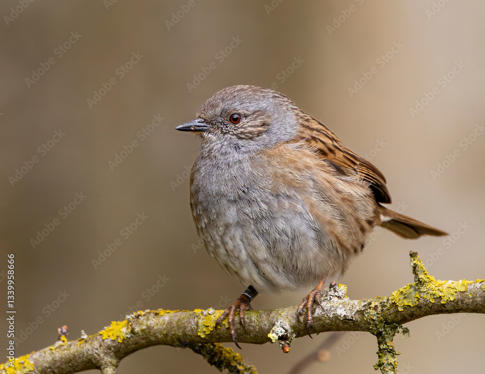 Fototapeta premium Dunnock sitting in a tree. Hedge sparrow.