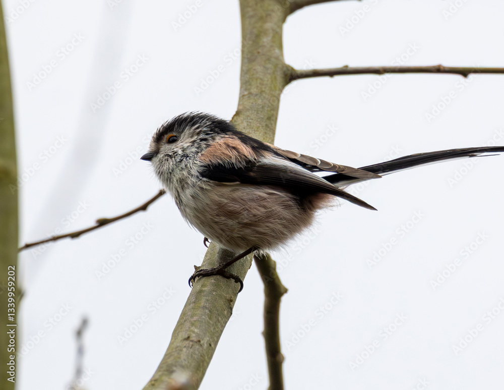 Obraz premium Long tailed tit in a tree. British wild bird