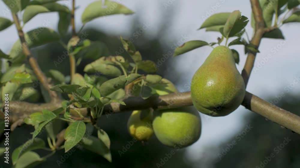 Mature pear on leafy branch in sunlit orchard. Fruit showcases rich tones of ripeness. Ideal for seasonal harvest. Emphasizing connection between nature and delicious natural produce