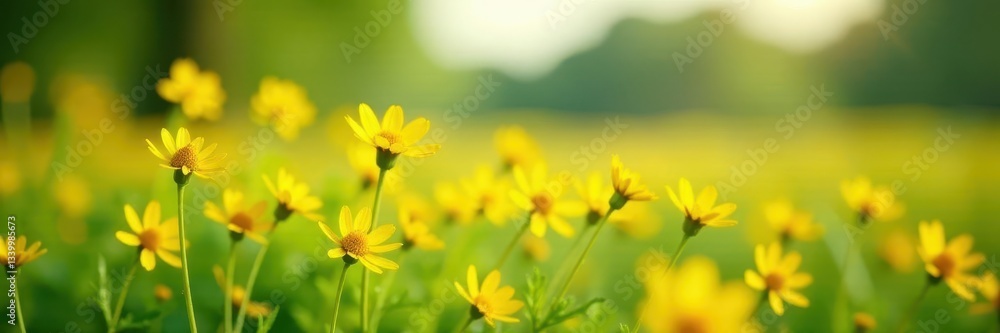 Fototapeta premium Vibrant yellow wildflowers, soft focus meadow , bokeh, warm light, flowers