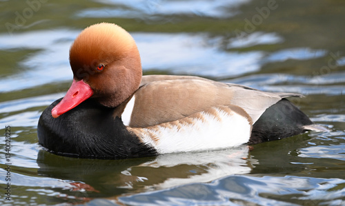 un pato colorado en el lago