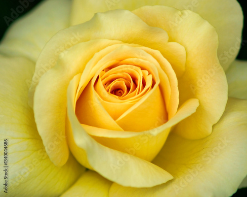 A macro photo of a yellow pristine rose