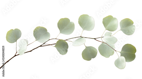 Eucalyptus branch with round silver dollar leaves on transparent background