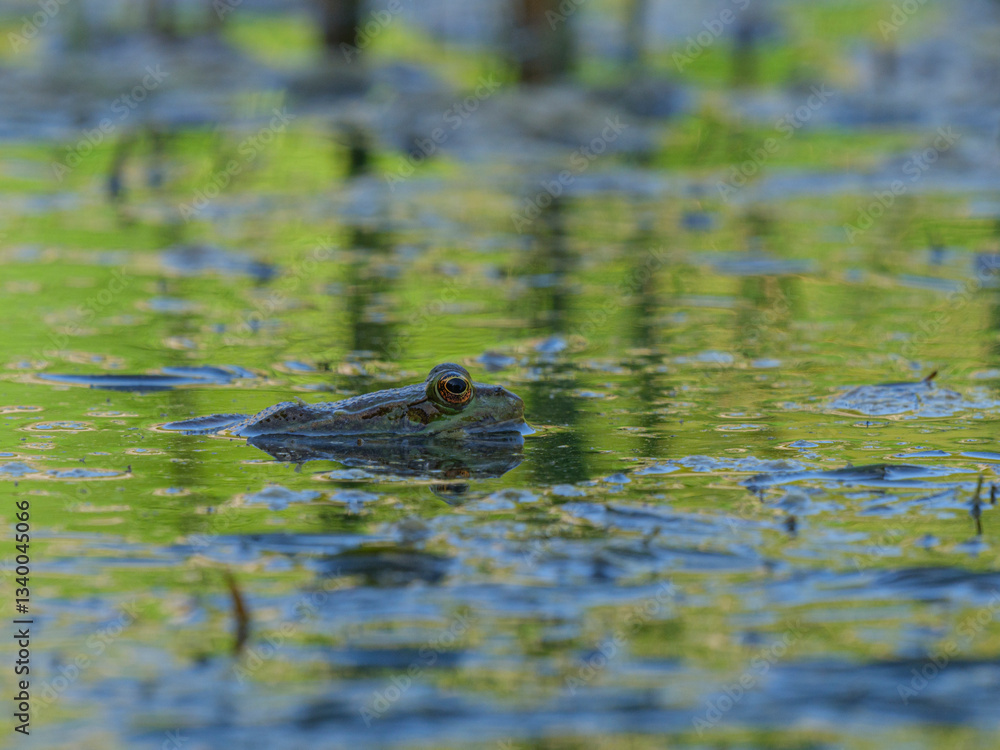 frog in the pond frog in the pond