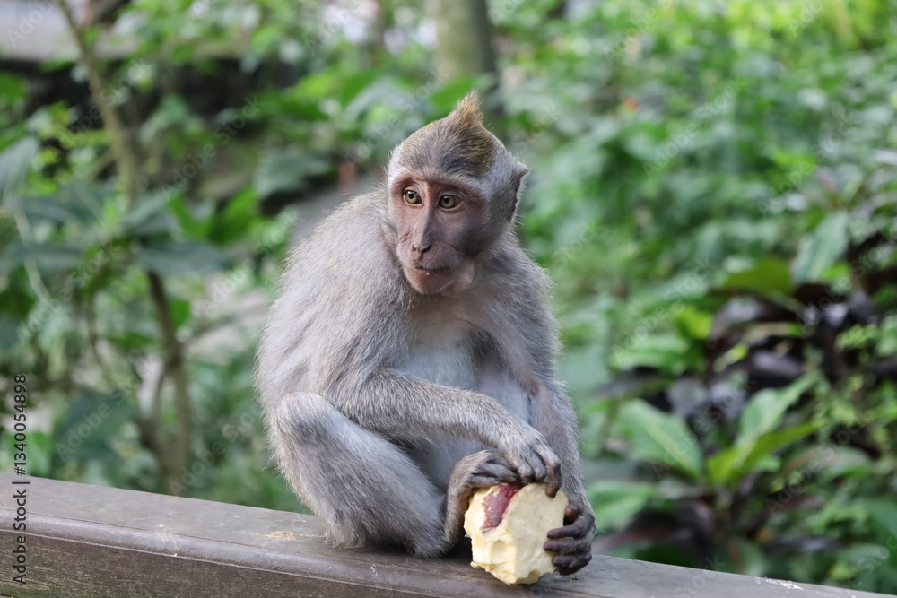 A monkey sits peacefully in its natural habitat. Its curious gaze and relaxed posture stand out against the green surroundings. Its soft brown fur contrasts beautifully with the blurred background. A monkey sits peacefully in its natural habitat. Its curious gaze and relaxed posture stand out against the green surroundings. Its soft brown fur contrasts beautifully with the blurred background.