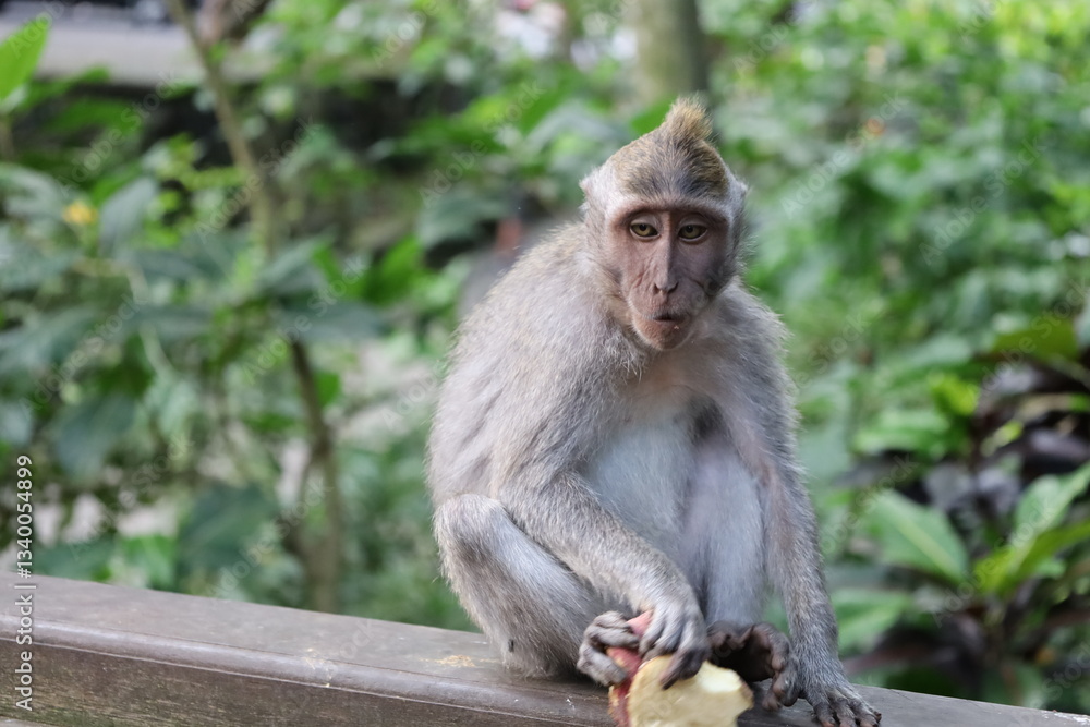 A monkey sits peacefully in its natural habitat. Its curious gaze and relaxed posture stand out against the green surroundings. Its soft brown fur contrasts beautifully with the blurred background. A monkey sits peacefully in its natural habitat. Its curious gaze and relaxed posture stand out against the green surroundings. Its soft brown fur contrasts beautifully with the blurred background.