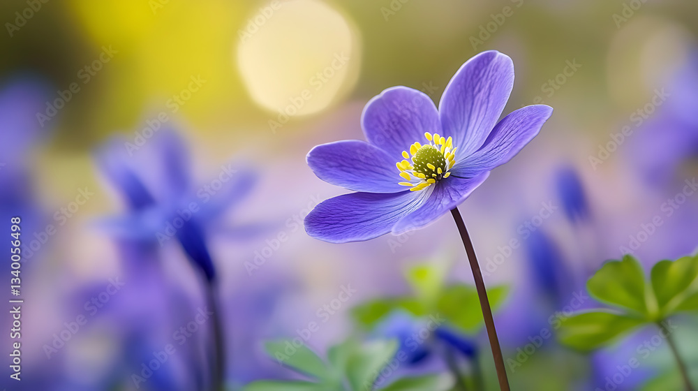 Purple anemone bloom in spring with soft focus feel, delivering sensation of serenity and peace Purple anemone bloom in spring with soft focus feel, delivering sensation of serenity and peace